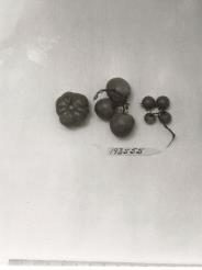 Click for 1 image(s) for this accession. FRUIT